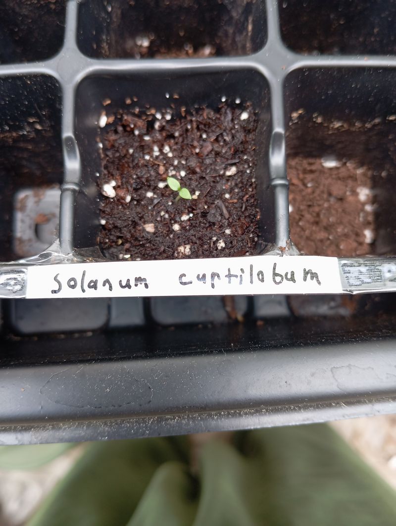 Solanum curtilobum